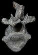 Stegosaurus Cervical Vertebra On Stand - Colorado #36085-6